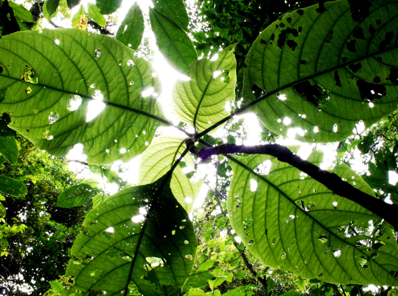 Travel - Shine, Fortuna Forest Reserve/Panama